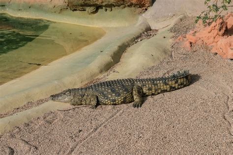 crocodile behavior characteristics.